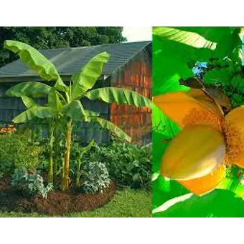 Wonderfull Banana Plants